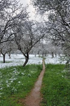 Footpath in almond tree forest. Snow winter landscape.