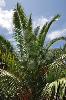Palm tree branches background. Tropical plant detail.