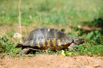 Small forest turtle in natural habitat.