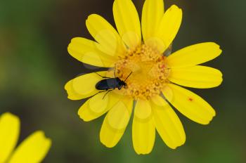 Beetle insect on blooming wild flower. Spring season background.