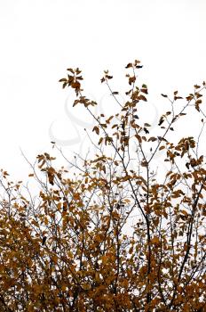 Deciduous autumnal brown leaf tree branches against a white background.