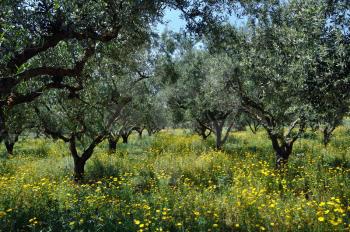 Olive trees plantation and wild flowers. Springtime in the countryside.