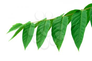 Tree branch with row of green leaves on white background.