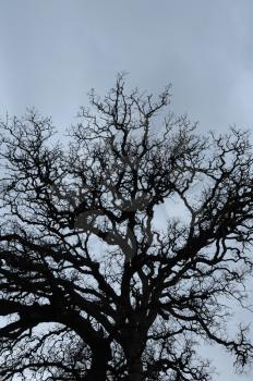 Oak tree branches silhouette and overcast winter sky.