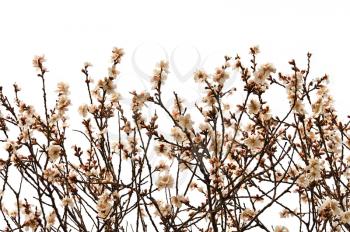 Almond tree branches with flowers on white background. Spring season abstract.