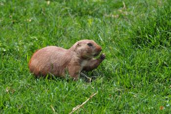 Black-tailed prairie dog rodent eating grass. Animal in natural environment.