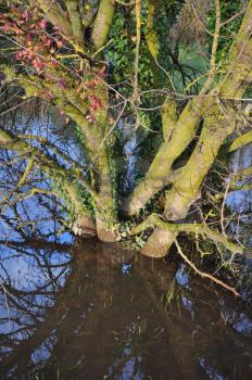 Tree trunk submerged in water after the rain. Nature abstract.