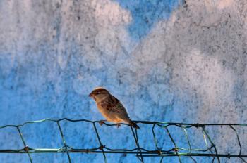 Sparrow small passerine bird sitting on fence. Animal background.