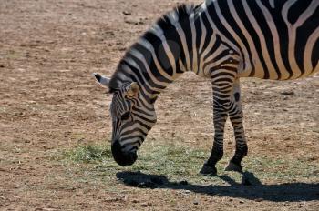 Zebra eating grass. Wild animal at the zoo.