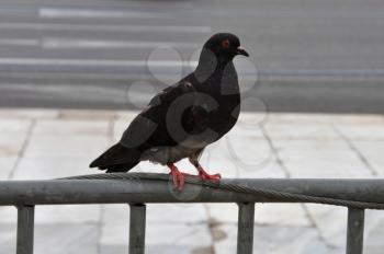Black pigeon bird animal in urban environment.