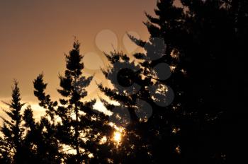 Fir trees silhouette and setting sun rays through braches. Nature abstract sunset.