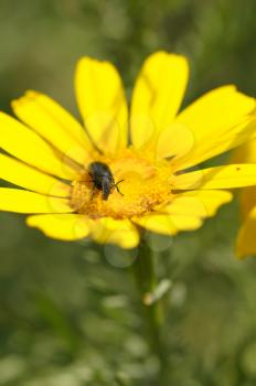 Black beetle insect feeding on yellow flower nectar. Springtime nature, selective focus.