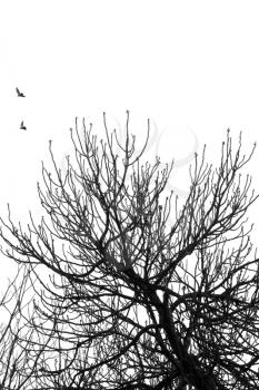 Fig tree branches and flying birds. Black and white.