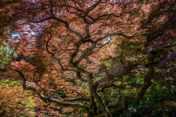 Light from above shines through leaves of a Japanese Maple tree creating and abastract image.