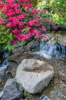 A closeup view of red Azalea flowers and a small stream at Seatac, Washington.