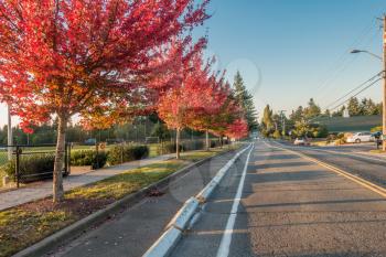 A row of trees explodes in rich orange colors. Shot taken in Des Moines, Washington.