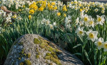 Daffodils are in full bloom on the shore of Lake Washington.