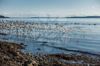 A flock of birds flies along the shore in West Seattle, Washington.