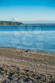 A crow is on the beach at Three Tree Point in Burien, Washington. Mount Rainier is in the distance.