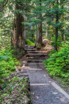 A view of the path that leads to Franklin Falls in Washington State.