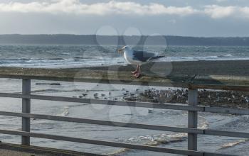 A closeup shot of a seagull perched on a pier railing in Des Moines, Washington.