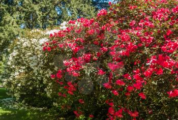 A view of large white and red Azalea bushes.