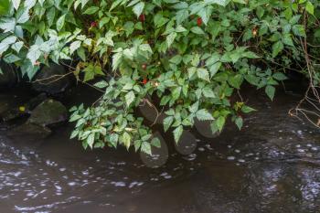 A Salmonberry bush hangs over a stream.