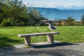 A lone seagull site on a cement bench at Seahurst Beach Park in Burien, Washington.