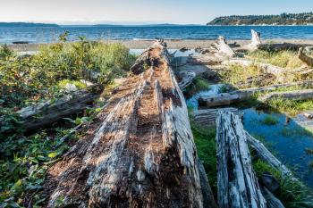 Along rotting driftwood log points toward the Puget Sound at Seahurst Beach in Burien, Washington.