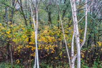 White Aspen trees grow in front of fall foliage at Seahurst Park in Burien, Washington.