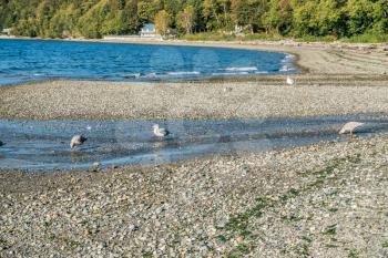 Seagulls feed in a small stream at Seahurst Beach in Bruien, Washington.