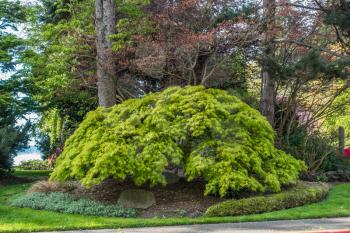 A view of a tree at Seward Park in Seattle, Washington.
