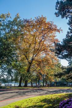 Trees at Seward Park in Seattle, Washington turn as Autum sets in.