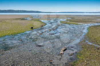 A stream at Dash Point State Park flows across the shoreline into the Puget Sound.