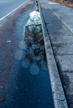 A puddle next to a sidewalk reflects a tree in winter. Shot taken in West Seattle.
