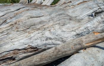 A macro shot of dry deadwood logs.