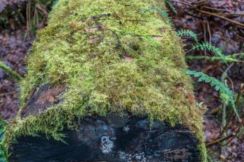 Green moss grows on a rotting log in the Pacific Northwest.