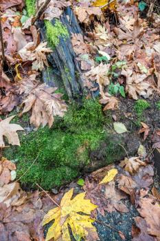 Fall leave litter the ground near a moss coverered log.