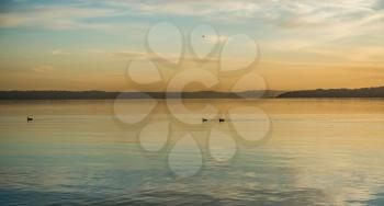 Birds paddles across the water at sunset on the Puget Sound.