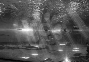 Fish swim beneath beams of light in an aquarium.