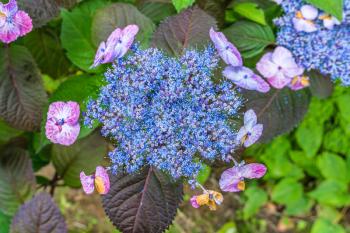 A mcaro shot of intense blue flowers.