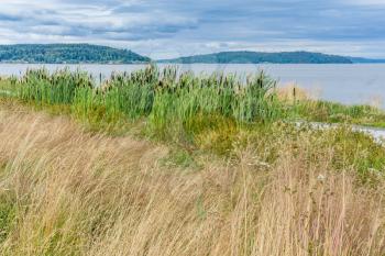A view of prairie grass and the Puget Sound from Dune Peninsula Park in Tacoma, Washington.