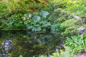 Foliage is reflected in a pond at the Seattle Arboretum.