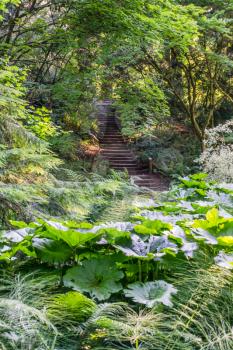 A view of steps and foliage at the Seattle Arboretum.