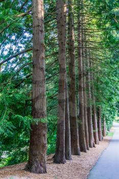 Trees line a walkway at the Seattle Arboretum.