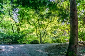 Light shines on trees in a garden in Bellevue, Washington.