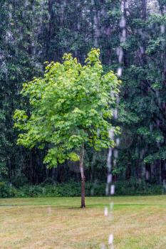 Rain pours down onto a tree at Maplewood Park in renton, washington.