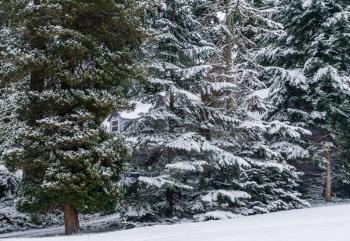 Snow covers the trees in a neighborhood in Burien, Washington.