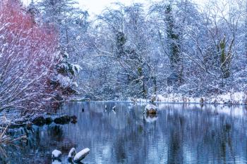 A view of a pond with snow on trees in Normandy Park, Washington.