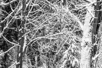 An abstract shot of snow-covered branches in the Pacific Northwest.